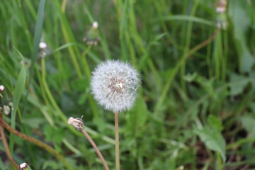 タンポポ