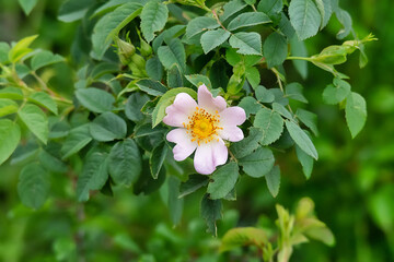 A wild rose in bloom. Beautiful wildflowers in nature.