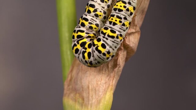 Close Up Of Mullein Moth (Cucullia verbasci) On A Stem - macro shot