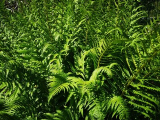 fern leaves