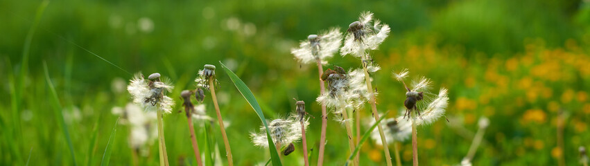 Fluffy dandelions on a meadow among green grass banner panoramic