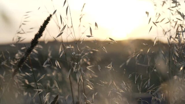 Cinematic Feel of Common Wild Oats Avena fatua at Golden Hours Sunset