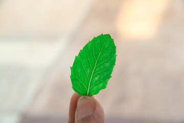 Human hand holding a beautiful mint leaf
