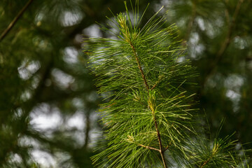 tip of a branch of a pine tree in the evening sun