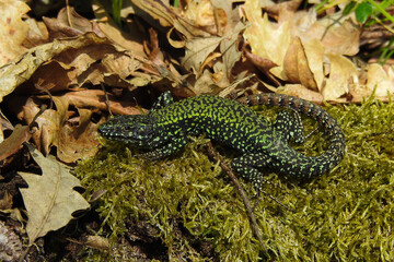 Lucertola muraiola (Podarcis muralis),ritratto tra le foglie su muschio nel bosco