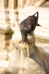 Obraz premium Dove drinking water from a decorative fountain in Siena