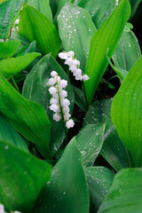 Obraz premium White lilies of the valley in the green grass. May flowers. Fantastic smell of flowering. Spring flowers.
