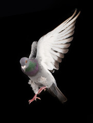 soaring dove isolated on black background