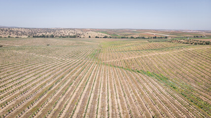 Line of Intensive olive trees plantation, young plants in Spain, ecological plantation, biodynamic agriculture. Aerial photo.