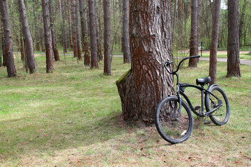 Fototapeta premium The bike is standing by an old pine tree in the forest. The concept of cycling as a way to lead a healthy lifestyle, travel, play sports, and breathe clean air.