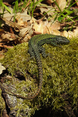lucertola muraiola (Podarcis muralis),primo piano maschio