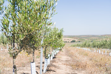 Line of Intensive olive trees plantation, young plants in Spain, ecological plantation, biodynamic...