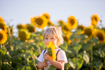 Little toddler boy, child in sunflower field, playing with big flower