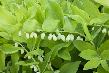 Delicate white flowers of Polygontum odoratum on a background of green leaves