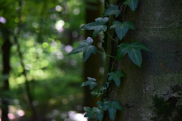Selective focus shot of an ivy creeper branch climbing up a tree trunk