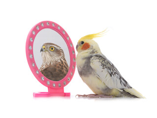 parrot dreaming of becoming an eagle concept shot isolated on white background