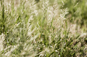The grassland plants Shepherd's Bag and Bromus vibrate and crouch in the strong squally wind before a thunderstorm. Narrow focus.