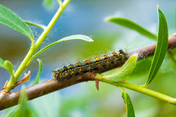 caterpillar on a branch