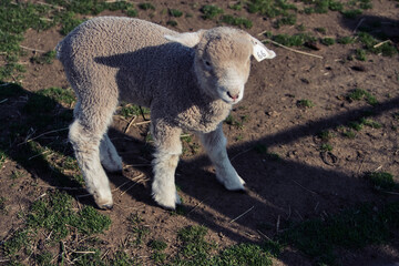 Obraz premium 子羊