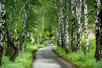 winding road between spring birch trees