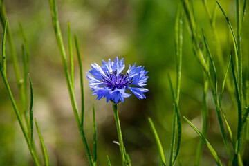 closeup of blue cornflower (Centaurea cyanus)