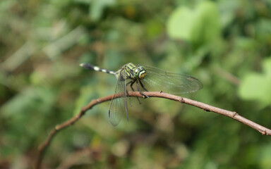 Close up of a southern hawker dragonfly perched on a brown stick with the stick