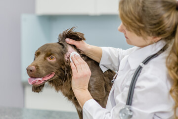 Vet cleaning dogs ear at vet clinic