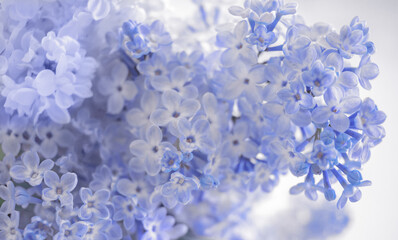 Fototapeta premium wild flowers lilac bush