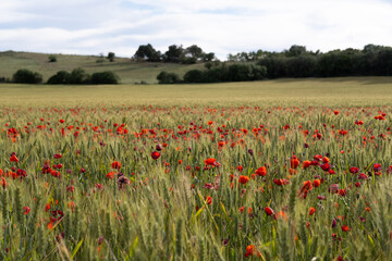 Poppy field on a sunny spring day with some mountains behind