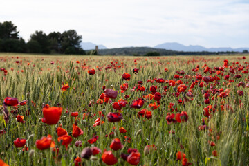 Poppy field on a sunny spring day with some mountains behind