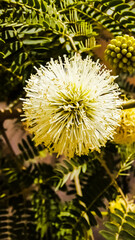 dandelion on a green background