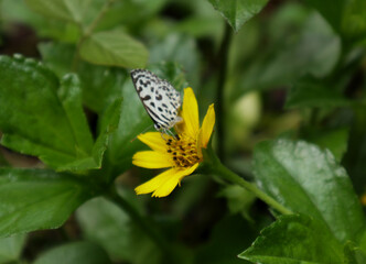 A bent yellow flower and a nectar feeding Common Pierrot butterfly from it