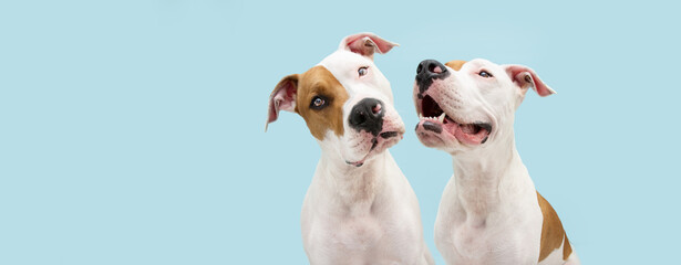 Banner attentive American Staffordshire dog looking away and tilting head side. Isolated on blue pastel background