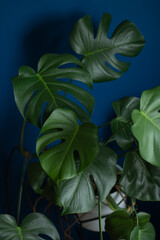 Swiss Cheese Plant 'Monstera Deliciosa'. Beautiful green leaves. Indoor plant in white pot on deep-blue background.
