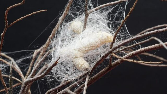 Close up of two mature silkworms cocoon on twigs, 4k time lapse footage, Chinese agriculture and animal concept, zoom in effect.