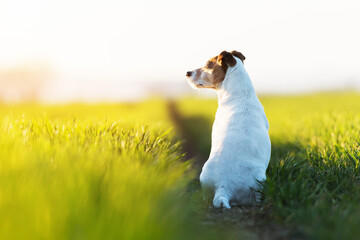 Jack russel terrier on green field