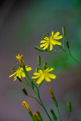 ハナニガナ　黄色の花