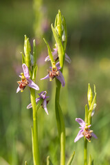Wild orchid; scientific name; Ophrys minutula