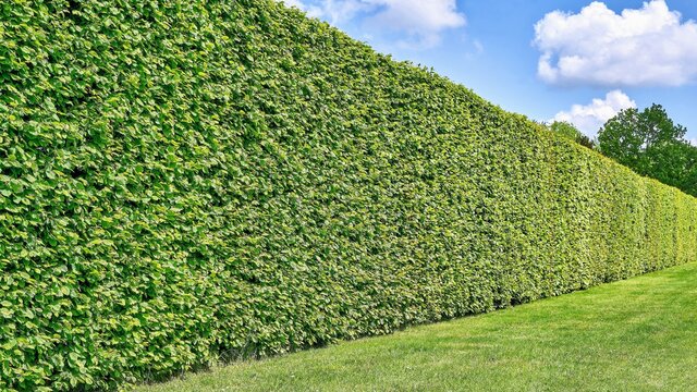 Green hornbeam hedge with a lawn and blue sky in summer (Carpinus betulus)