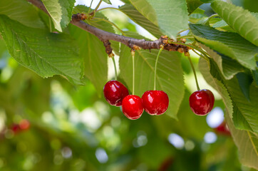 Cherry with leaf and stalk. Cherries with leaves and stalks.