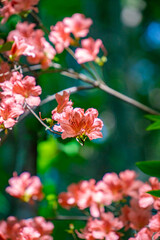 Obraz premium ヤマツツジ