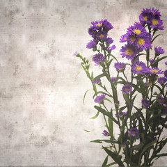 stylish textured old paper background with small purple autumn aster inflorescence 