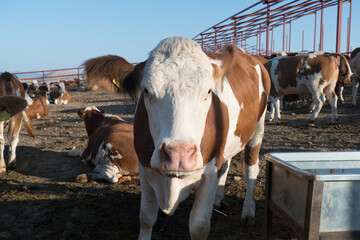 Cattle, cow animal farm. dairy cow industry, cow face looking straight on (Simental)