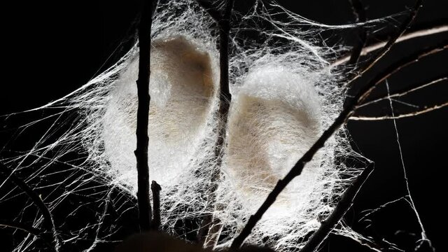 Close up of two mature silkworms cocoon on twigs, 4k time lapse footage, Chinese agriculture and animal concept, zoom in effect.