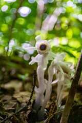 ギンリョウソウの花