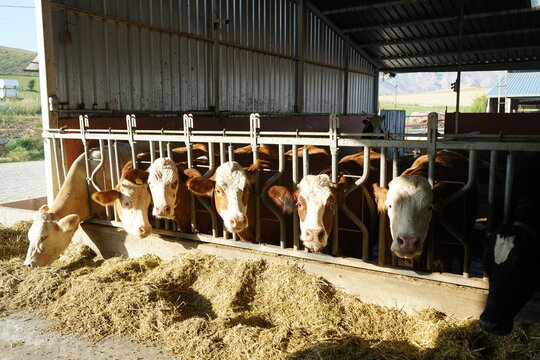 Cattle, cow animal farm. dairy cow industry, cow face looking straight on (Simental)