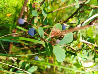 blueberry berry grows in the forest nature