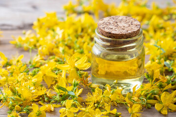 Preparation of St. John's wort oil from fresh blooming Hypericum perforatum plant