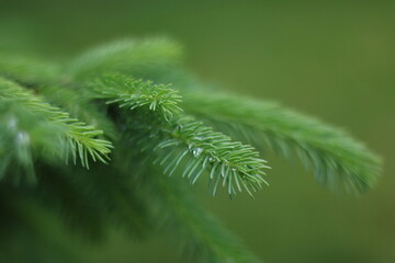 Christmas fir tree branches Background. Christmas pine tree wallpaper
