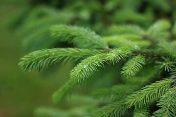 Christmas fir tree branches Background. Christmas pine tree wallpaper
